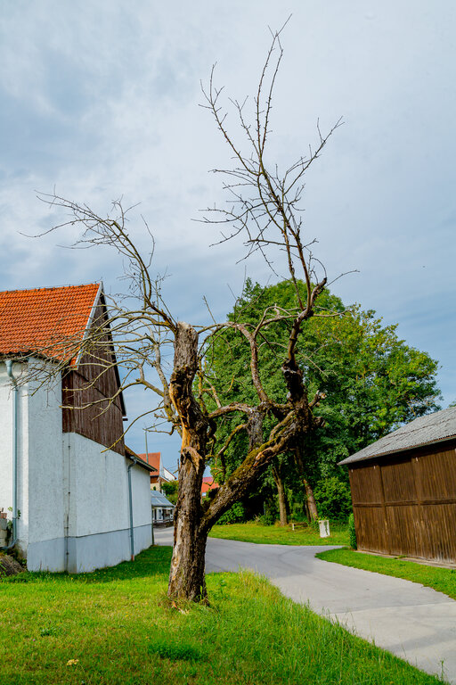 Image: _JA 40698 abgestorbener Apfelbaum.jpg